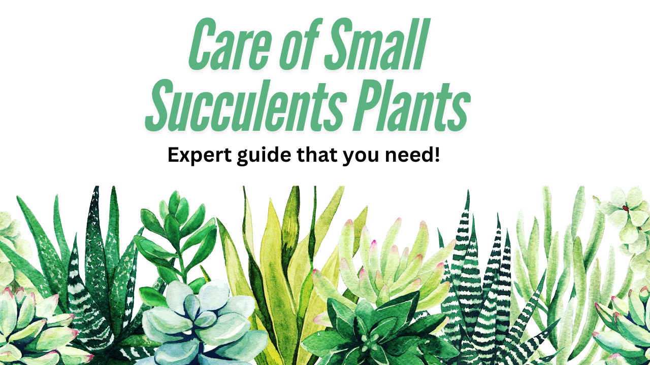 Succulent Plant Care