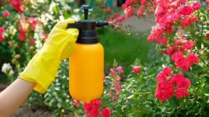 Best Insect Sprays for Garden Plants