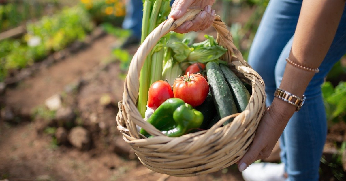 Vegetable Garden at Home